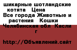 шикарные шотландские котята › Цена ­ 15 000 - Все города Животные и растения » Кошки   . Челябинская обл.,Касли г.